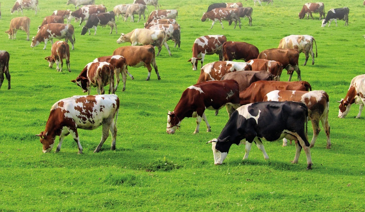 herd of cattle grazing on a field