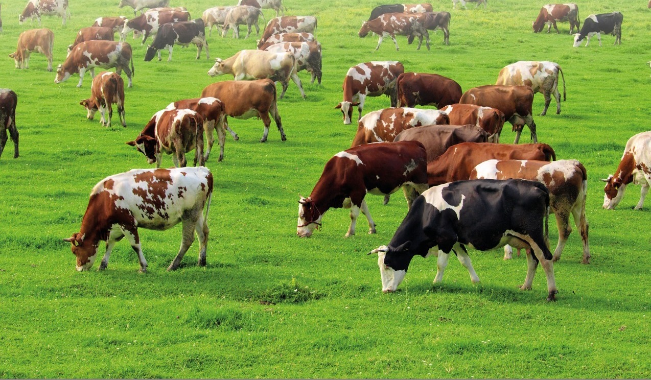 A selection of cattle in a field