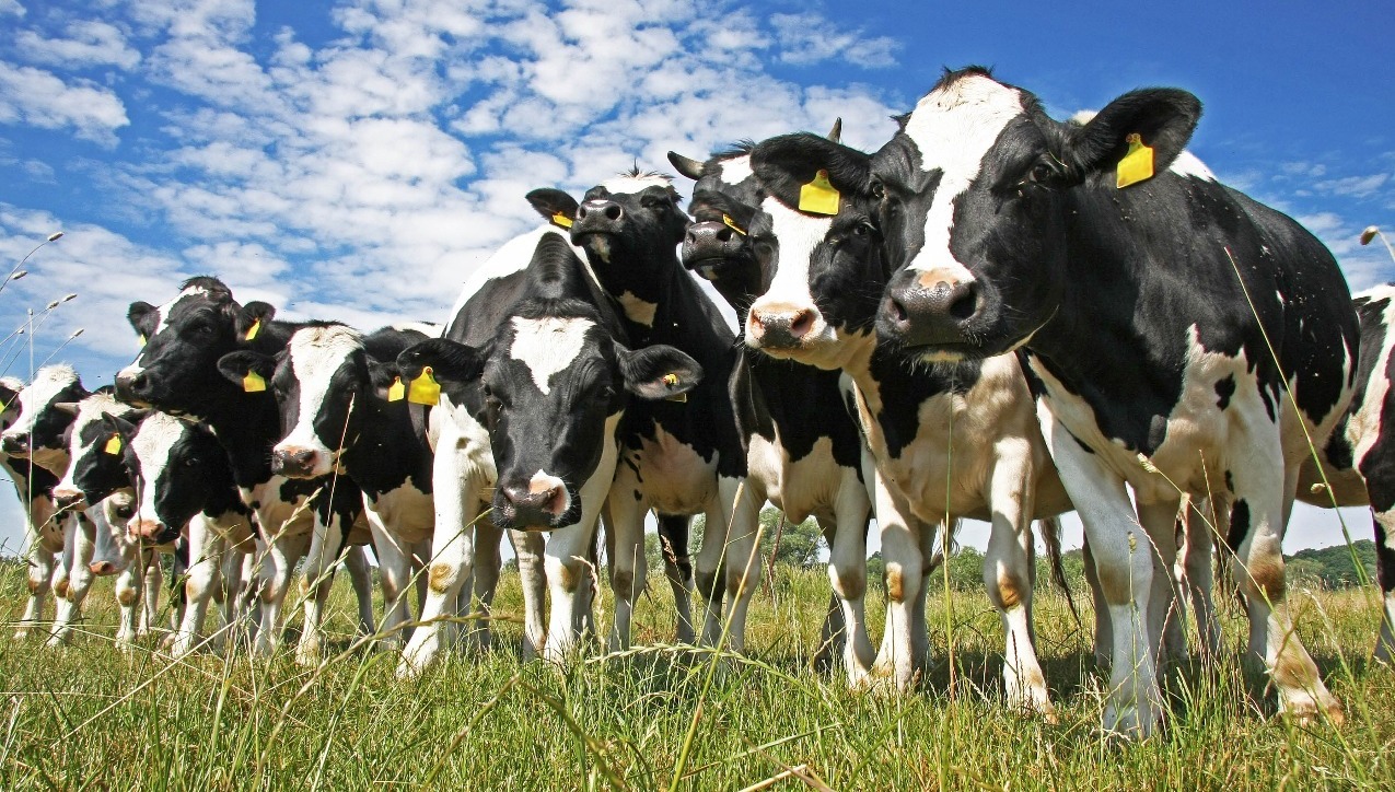 Is the livestock sector responsible for climate change? Quantifying the impact.