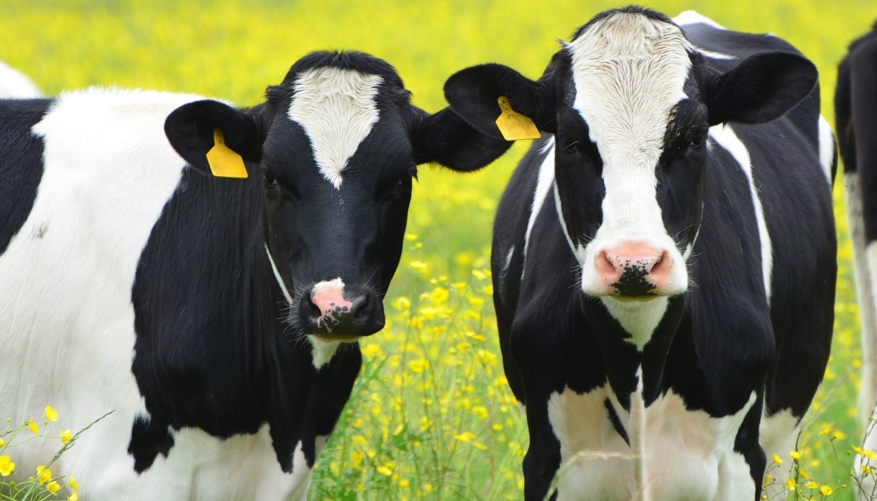 methane emissions, dairy cattle production