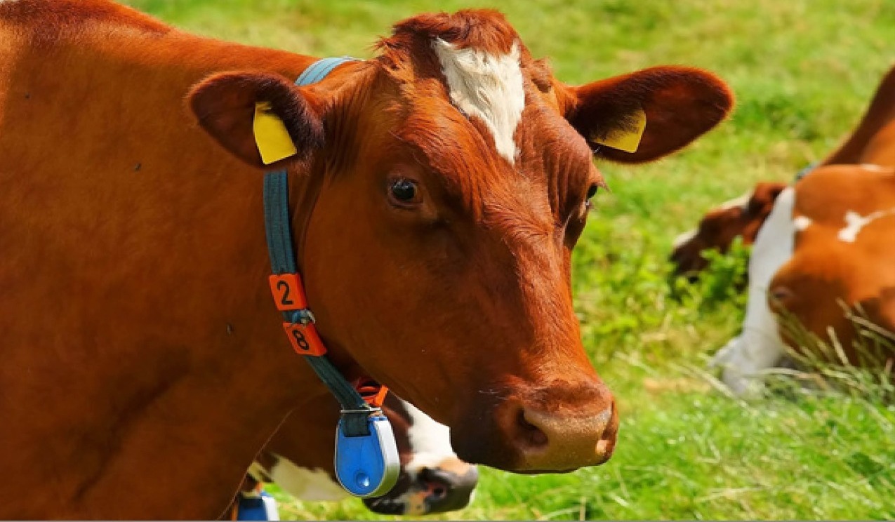 image of a cow wearing a on-animal sensor collar
