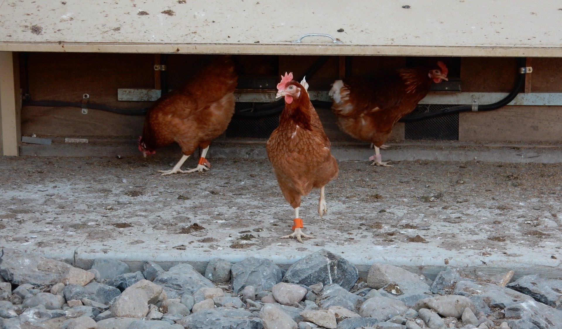 Wearable technologies: driving improvements in chicken welfare?