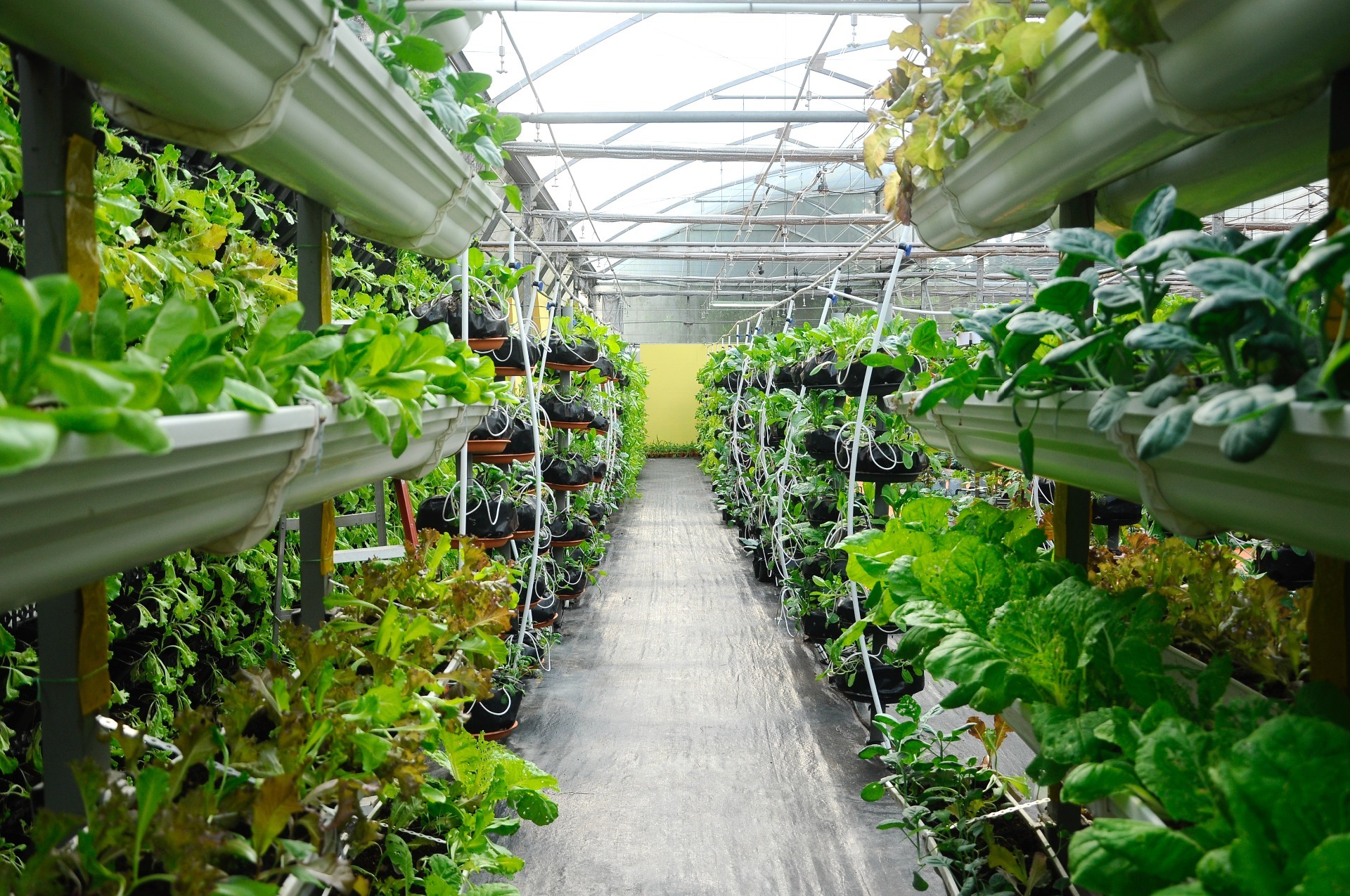 vertical farm, sustainable agriculture