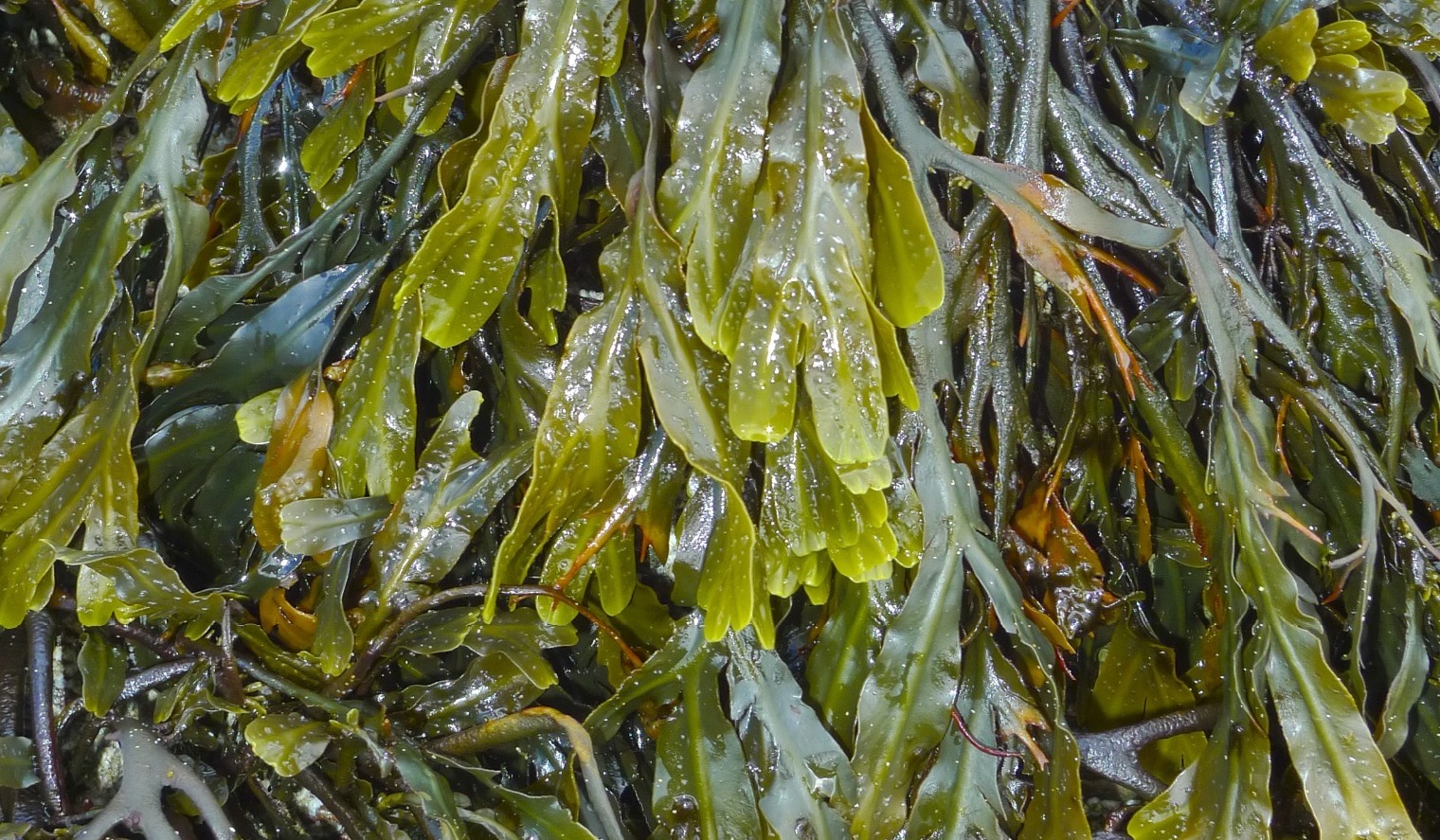 seaweed, alternative feed