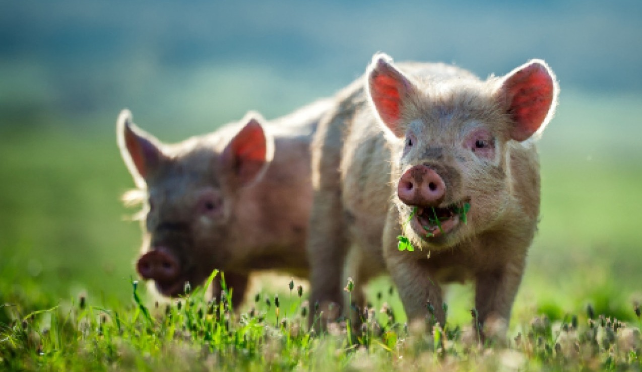 pig welfare, animal welfare, transport
