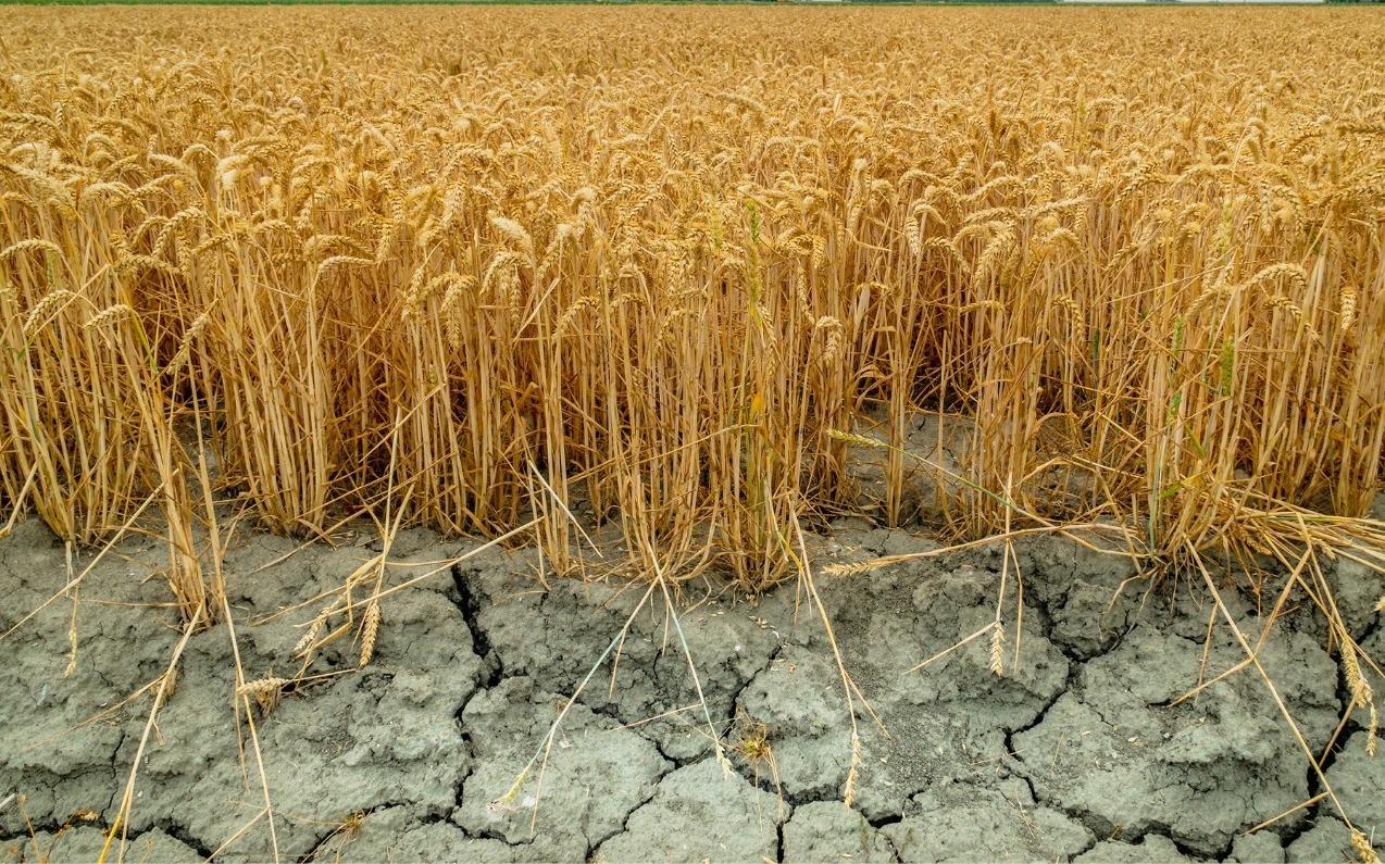 climate change, crop production
