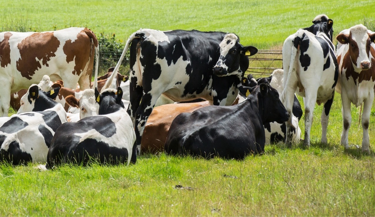 dairy industry, UK Farming Investment Fund