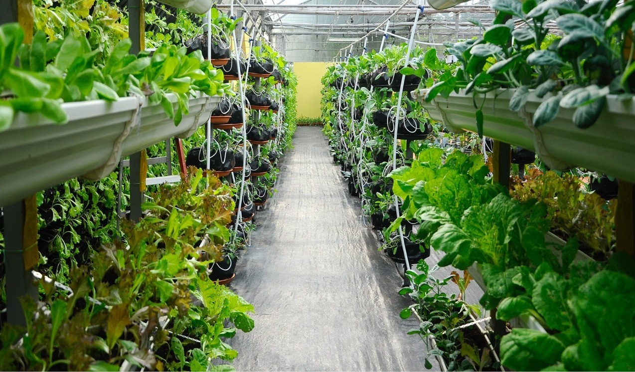 inside of a vertical farm