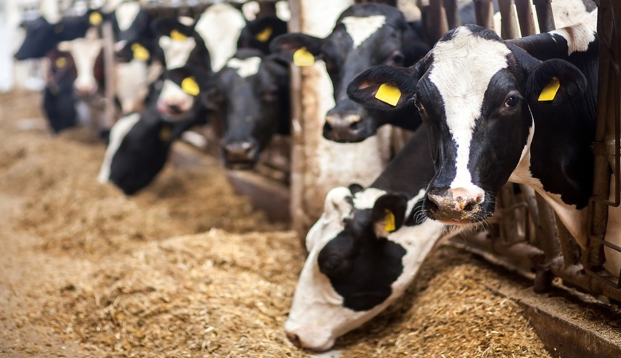methane emissions, dairy cow production