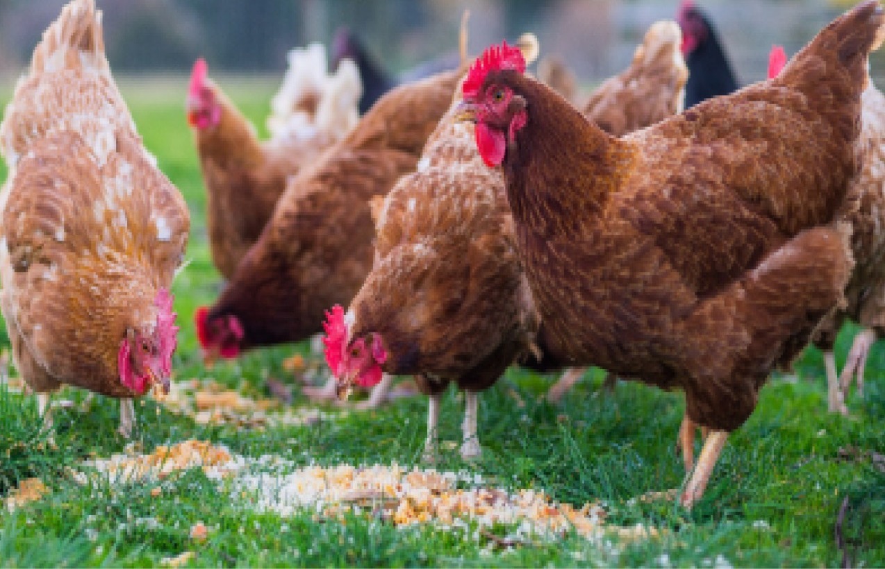 poultry production, poultry health, poultry nutrition
