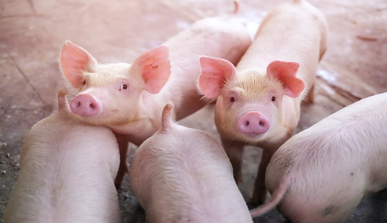 swine health, pig emotions, pig welfare