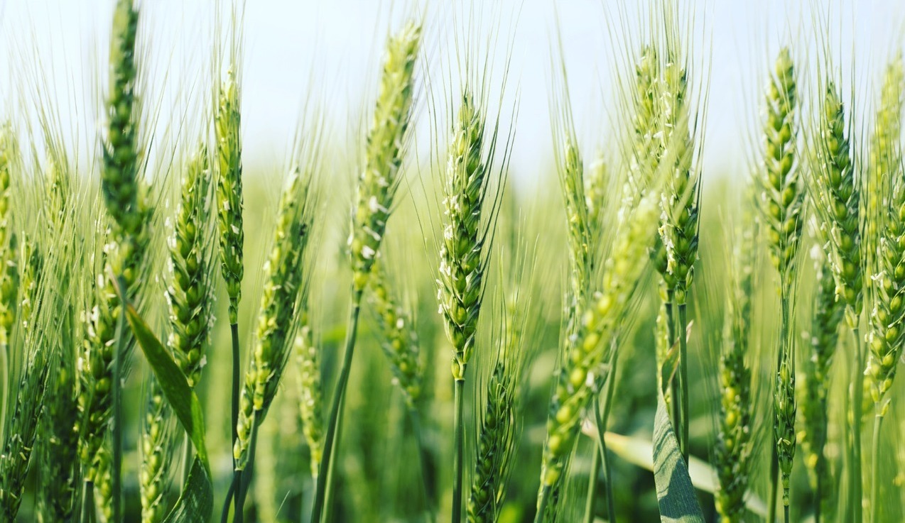 image of young wheat