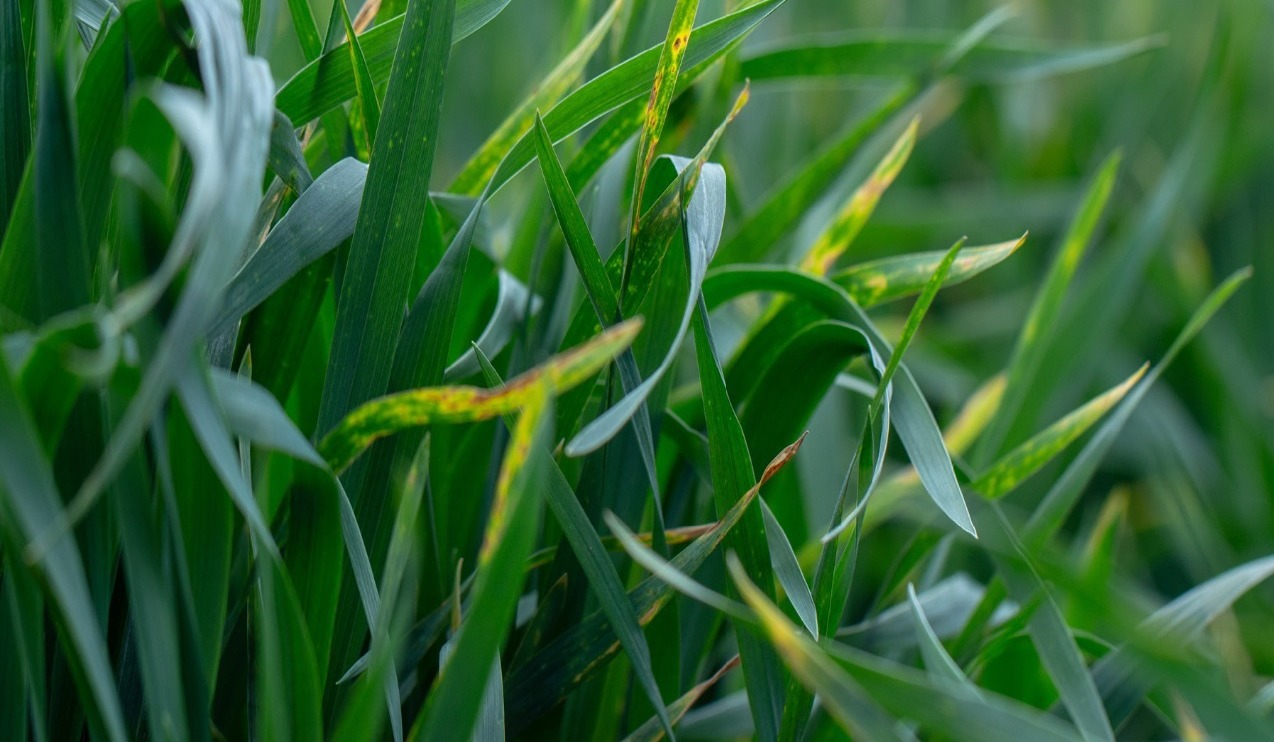 close-up image of cereal crop infected with septoria