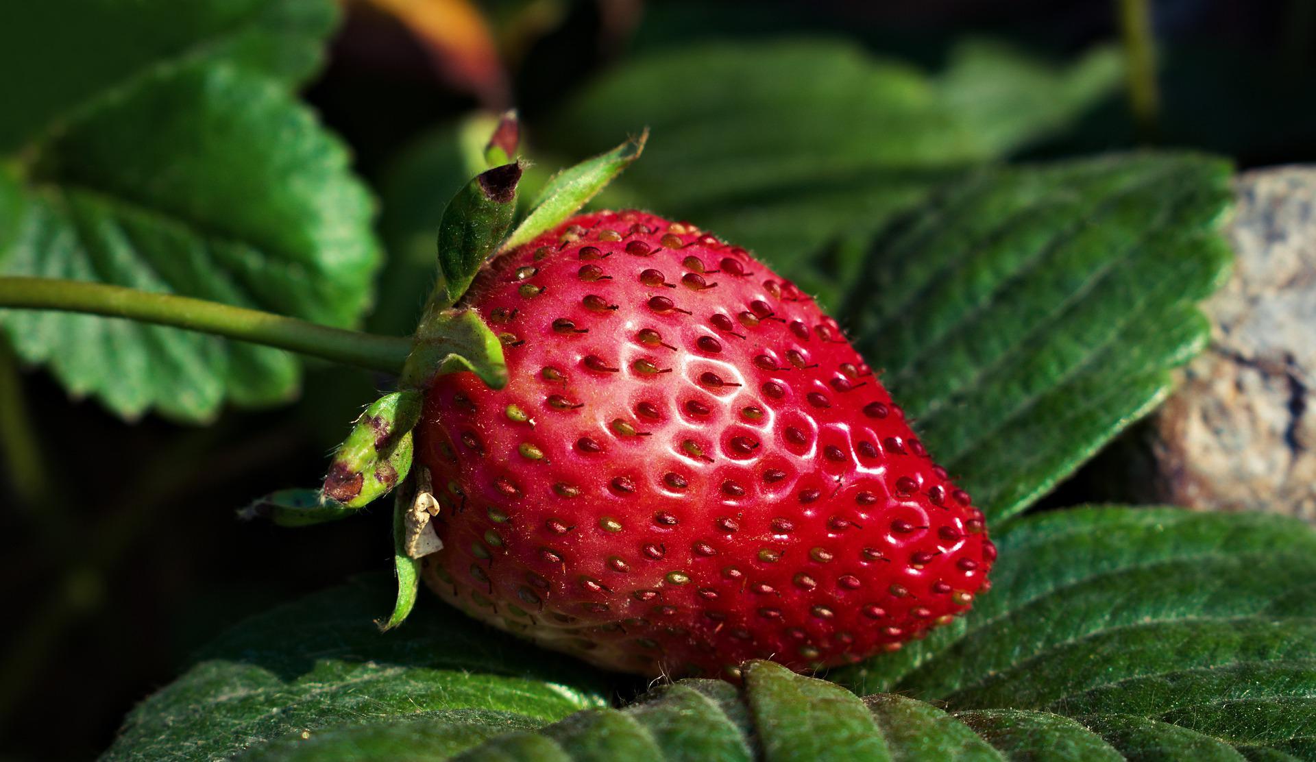 strawberry, controlled environments, CEA