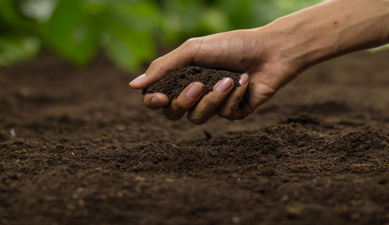 hand holding a handful of fresh soil