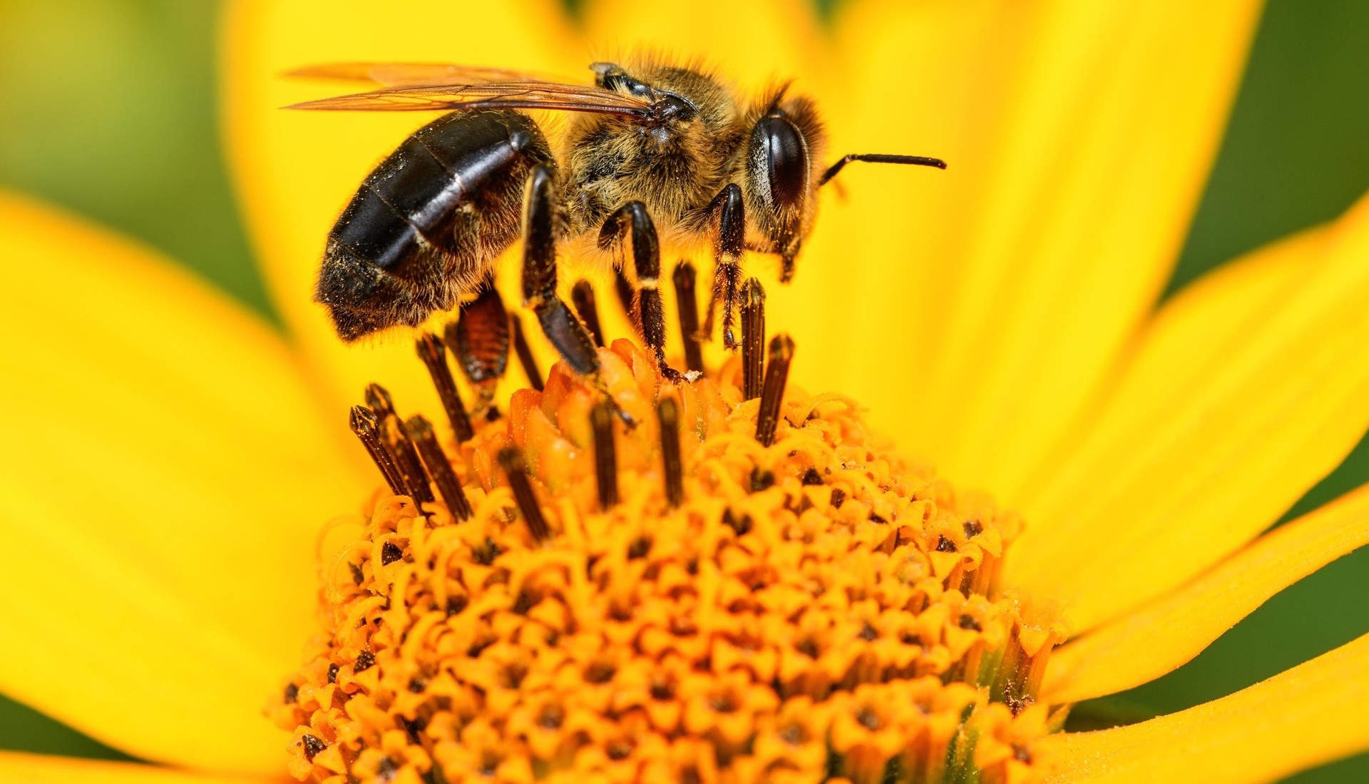 bee populations, pollinators, pollination