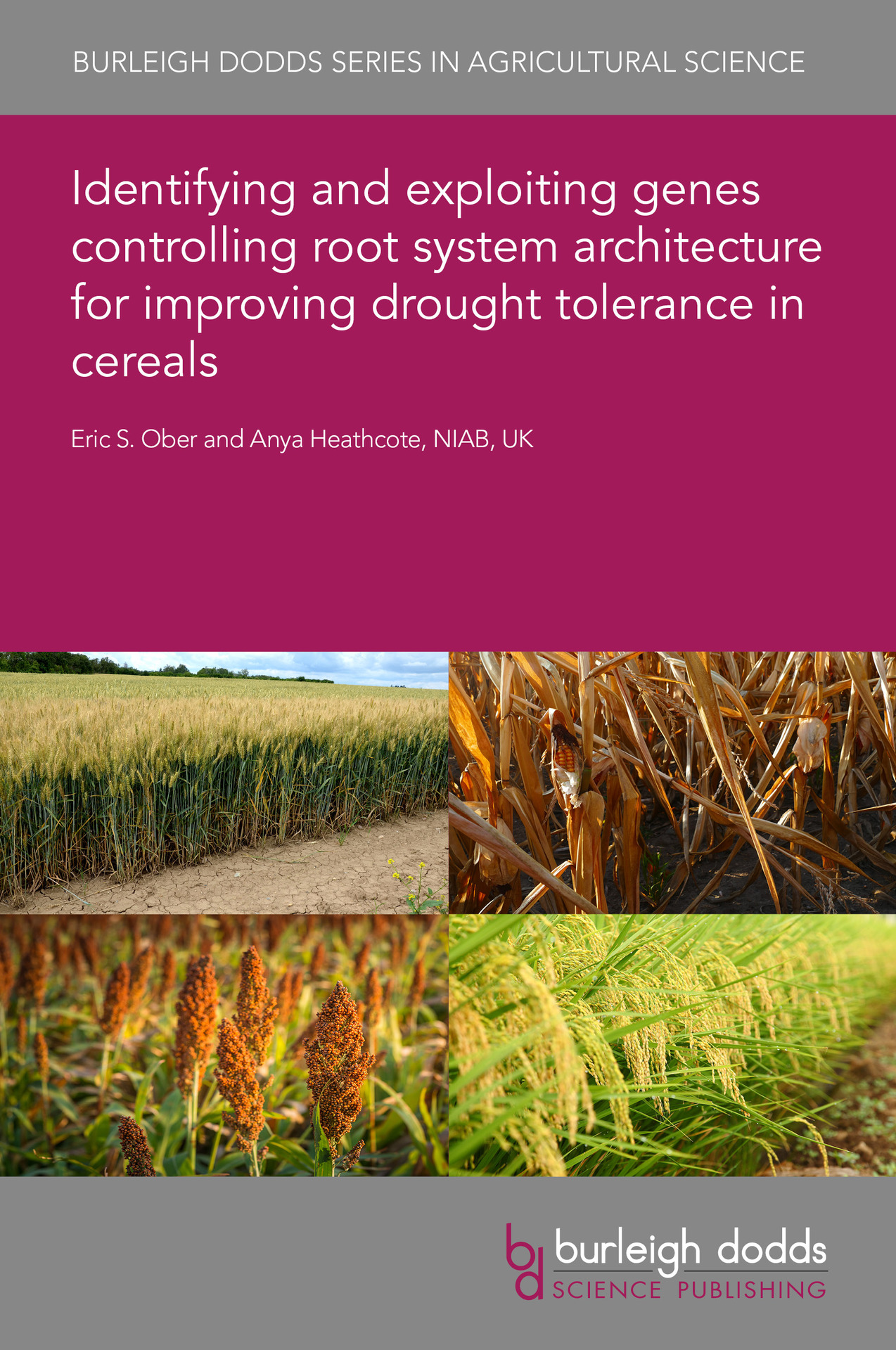Identifying and exploiting genes controlling root system architecture for improving drought tolerance in cereals