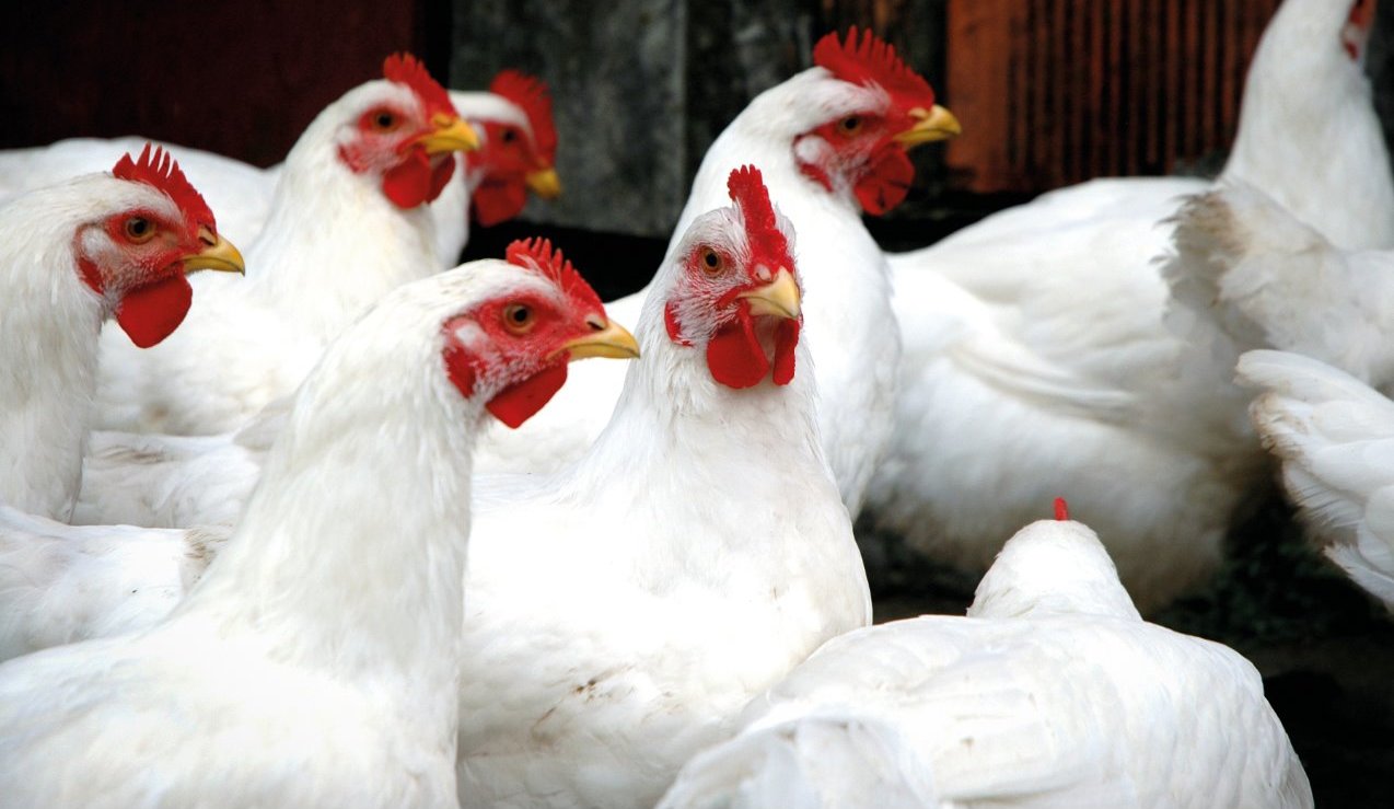 poultry gut, poultry health, poultry nutrition