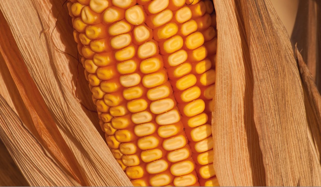 maize, drought stress, mycotoxins