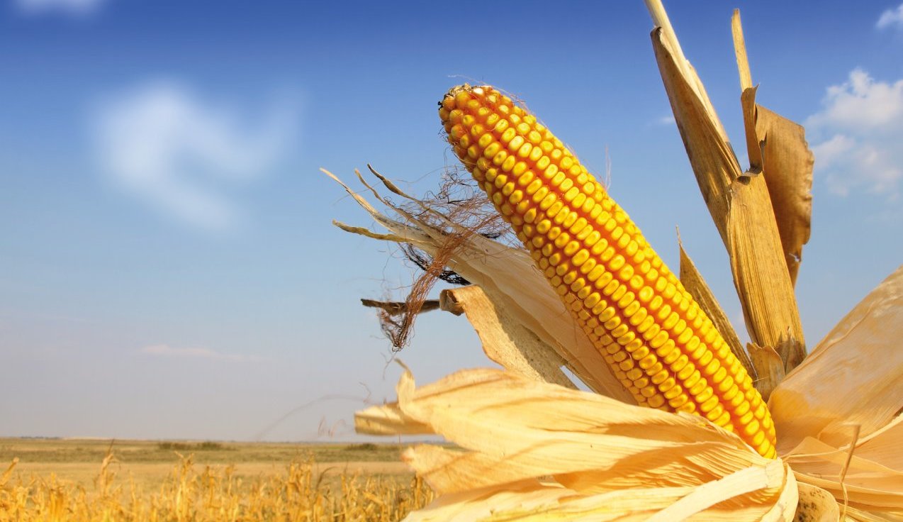 maize production, maize genome