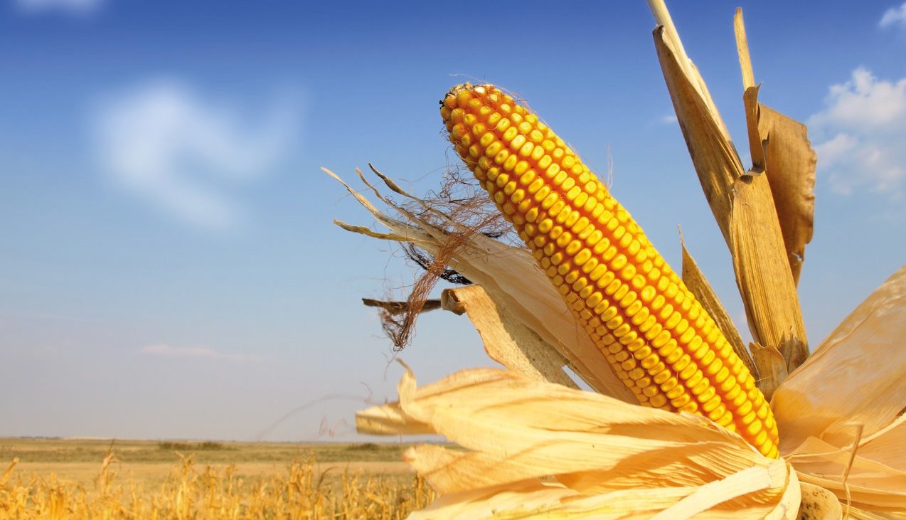 maize, maize science, maize research