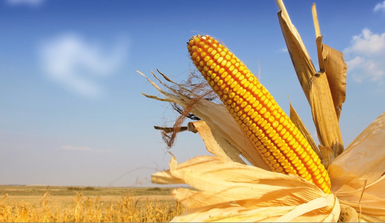 corn, corn research, maize, maize research