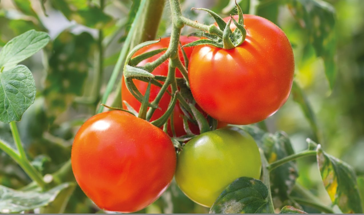 tomatoes, tomato leafminer, pests and diseases
