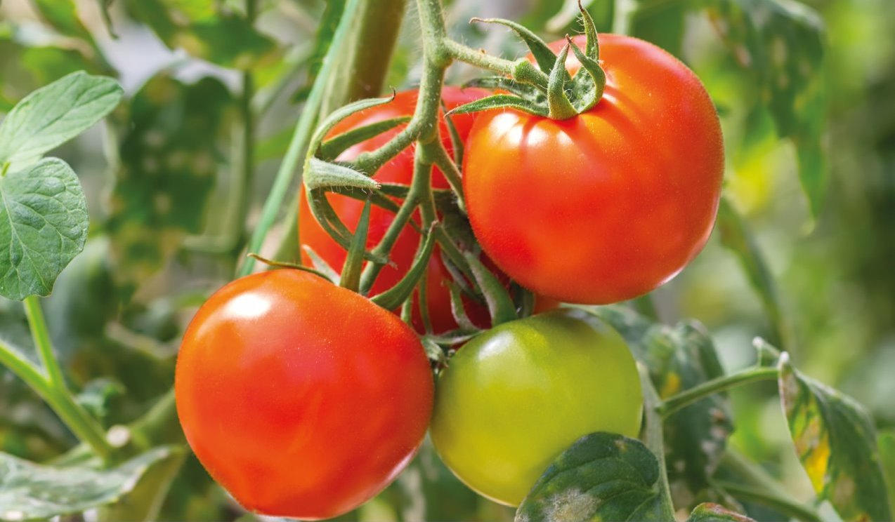 healthy, ripe tomatoes on plant