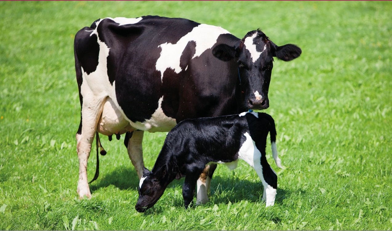 dairy cow welfare, animal welfare