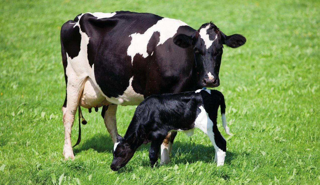 dairy, dairy research, milk research, smart farms