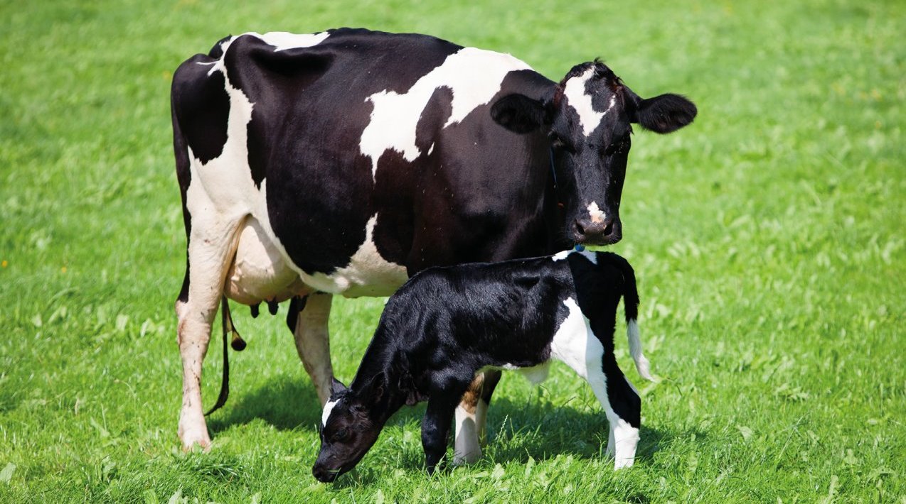 achieving sustainable production of milk, Burleigh, Dodds, publishing, crops, livestock