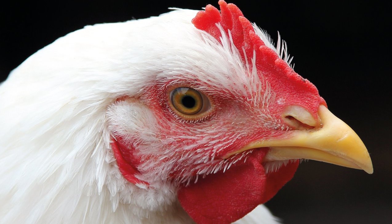 poultry health, disease, bird flu