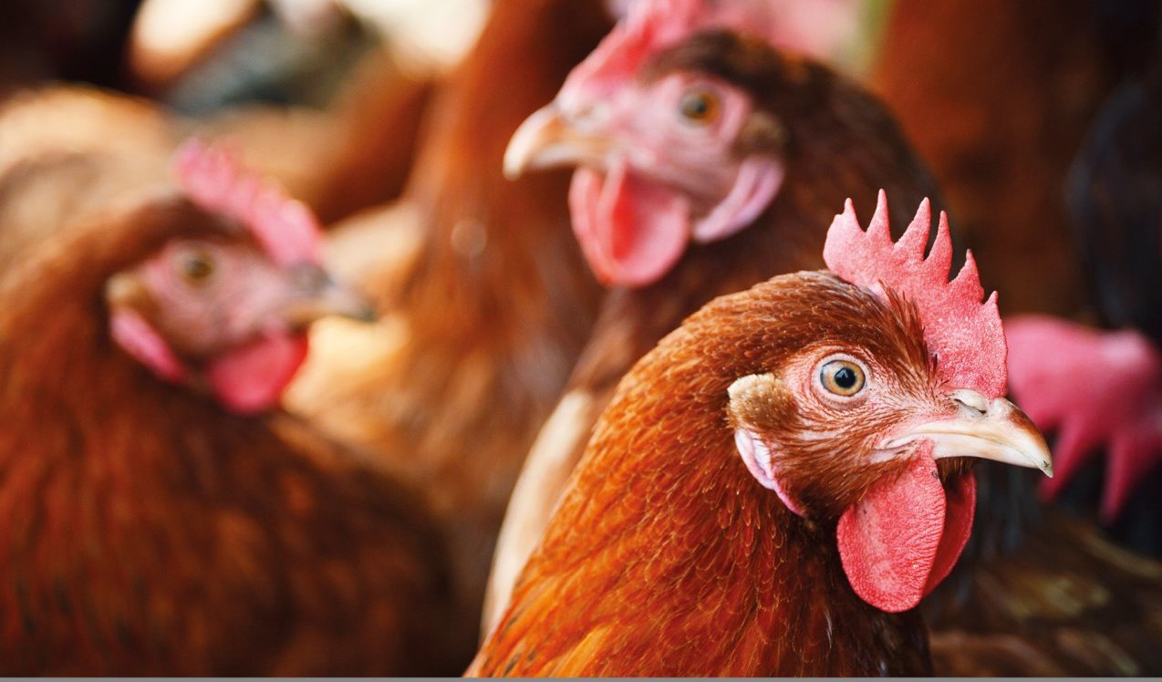 poultry, smart farms, smart farming