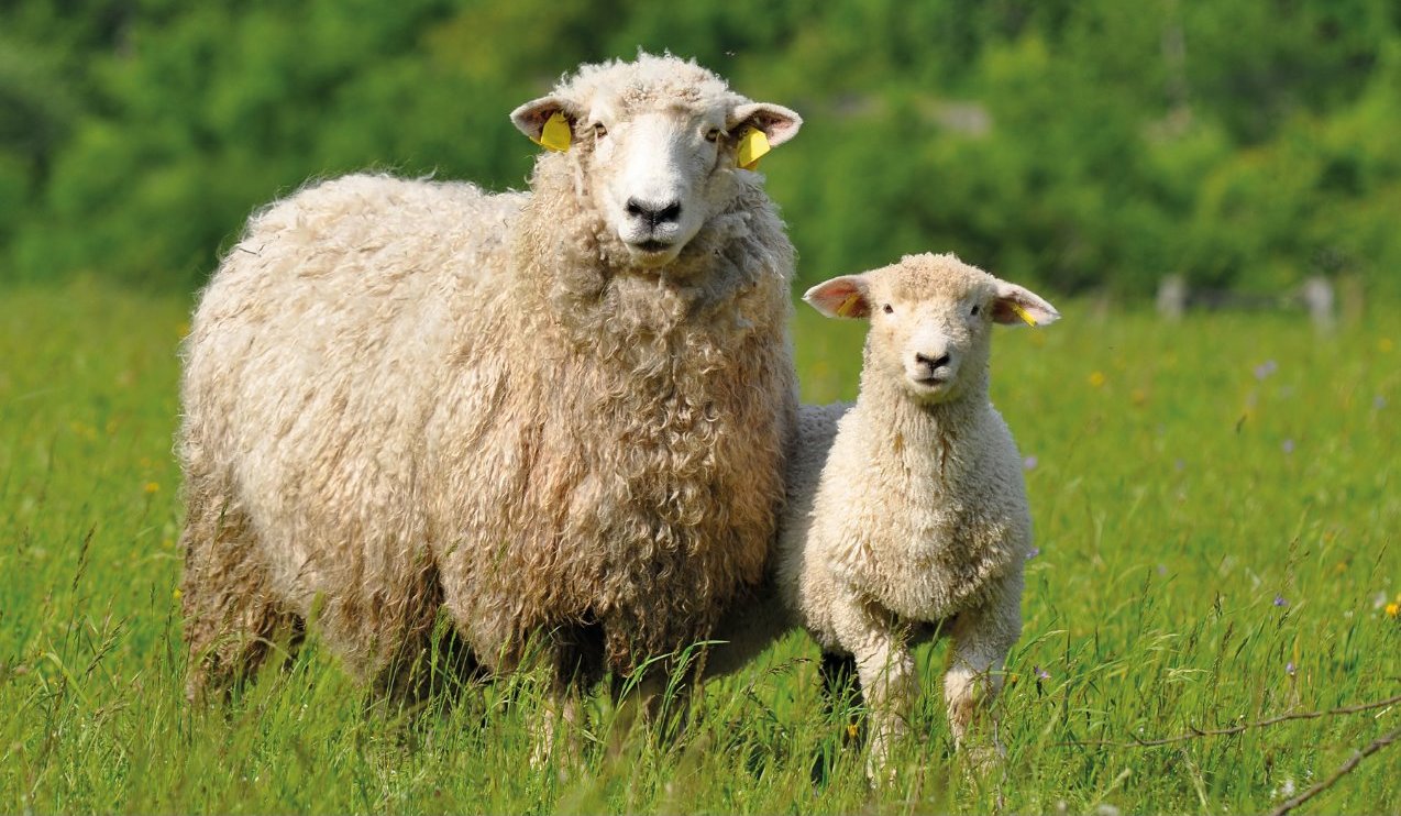 sheep flock, sheep disease