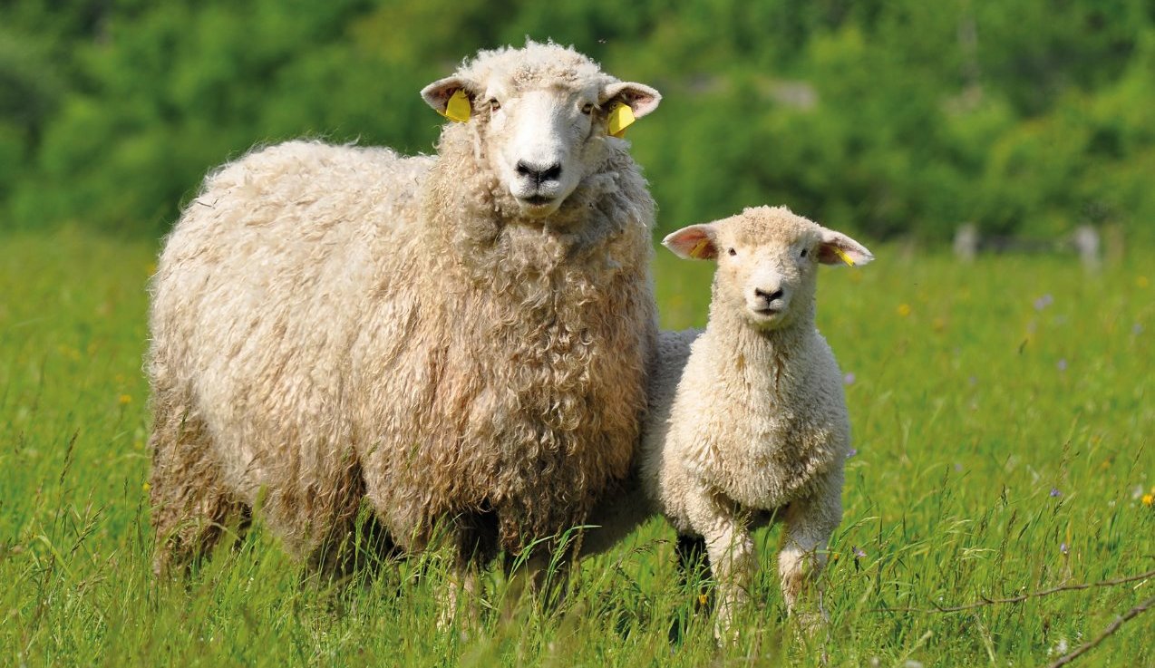 ewe and lamb in a field