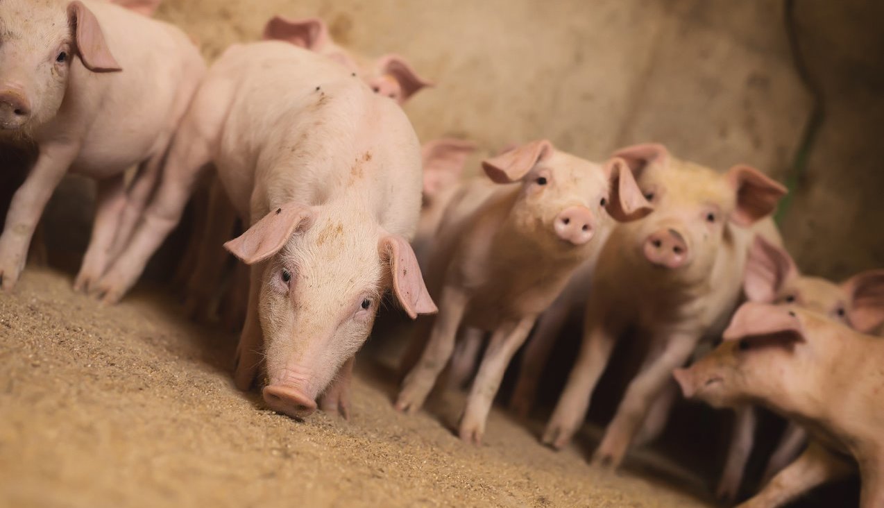 pig production, pig health