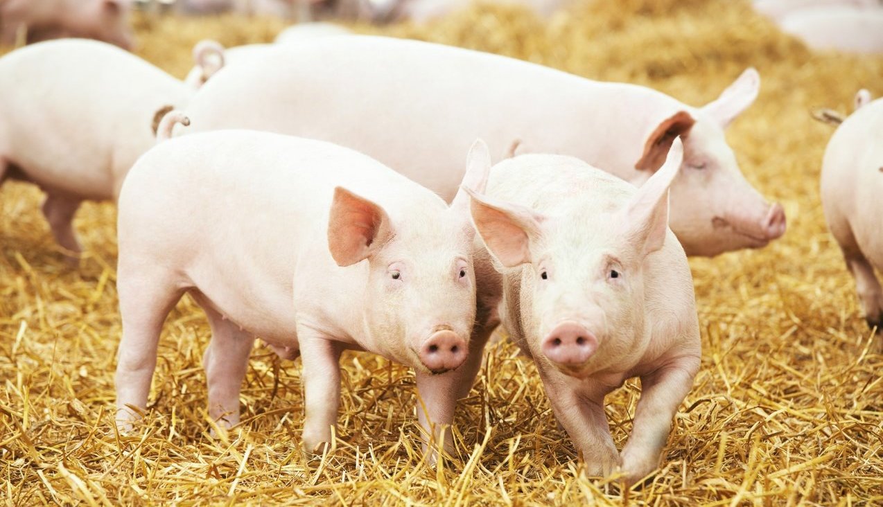 mycotoxins, pig feed, pig performance