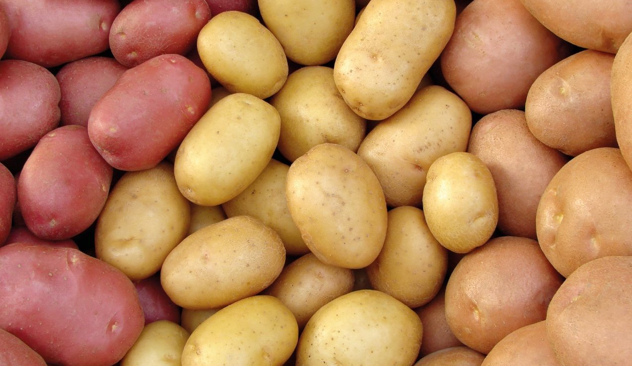 potatoes, potato, potato research