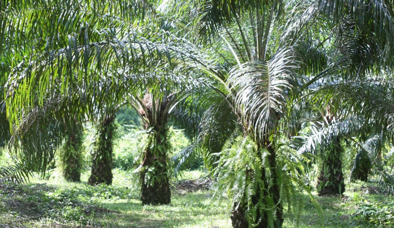 image of oil palm trees