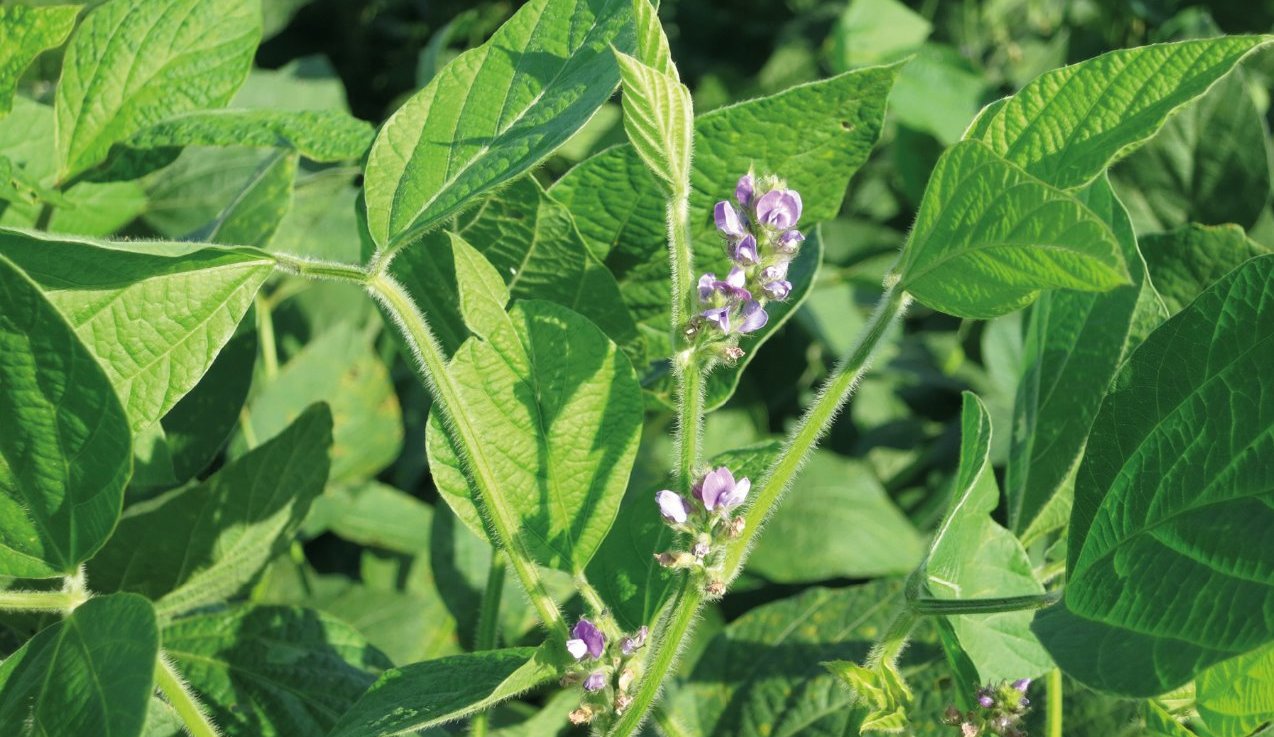 soybean yields, photosynthesis