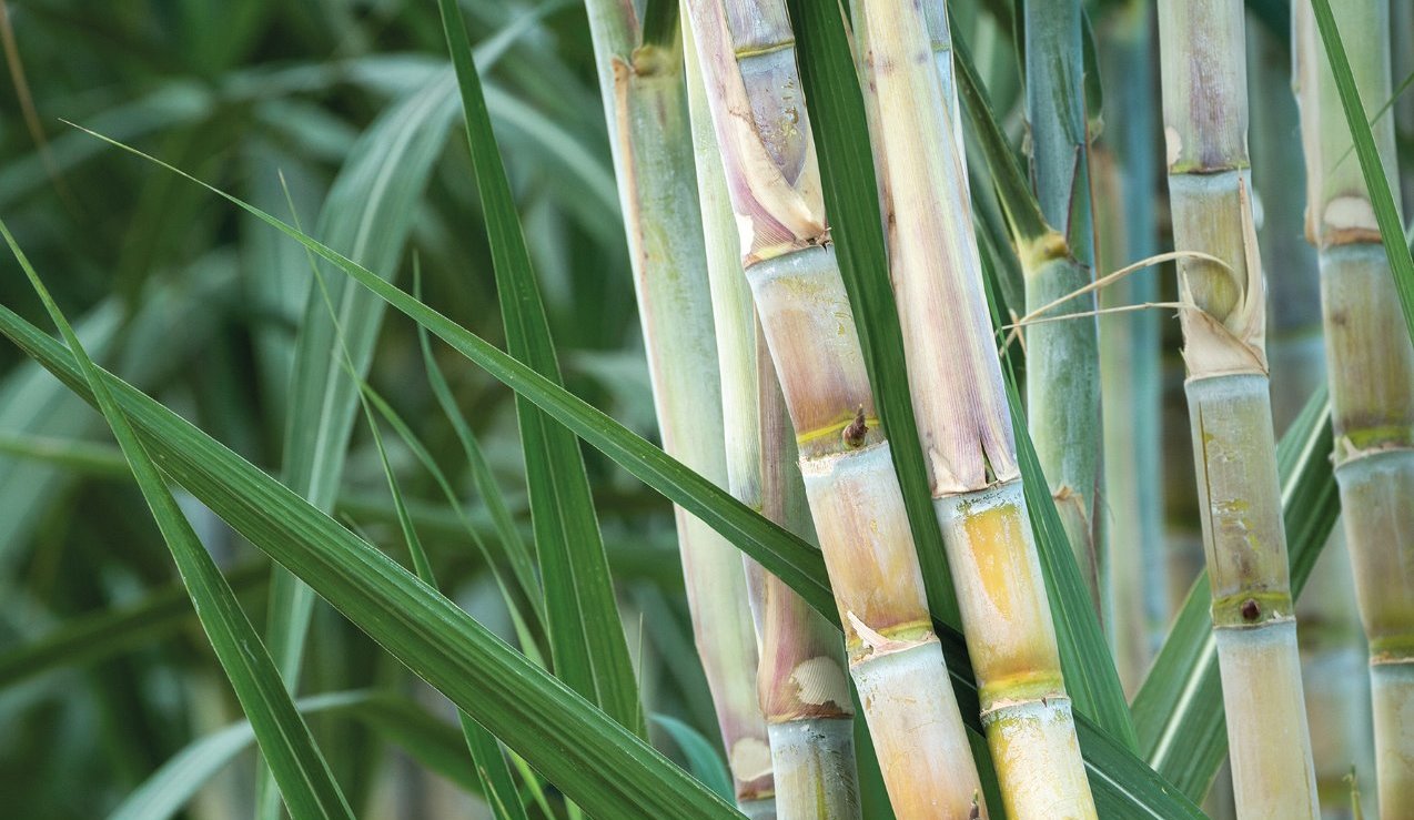 sugarcane, circular agriculture