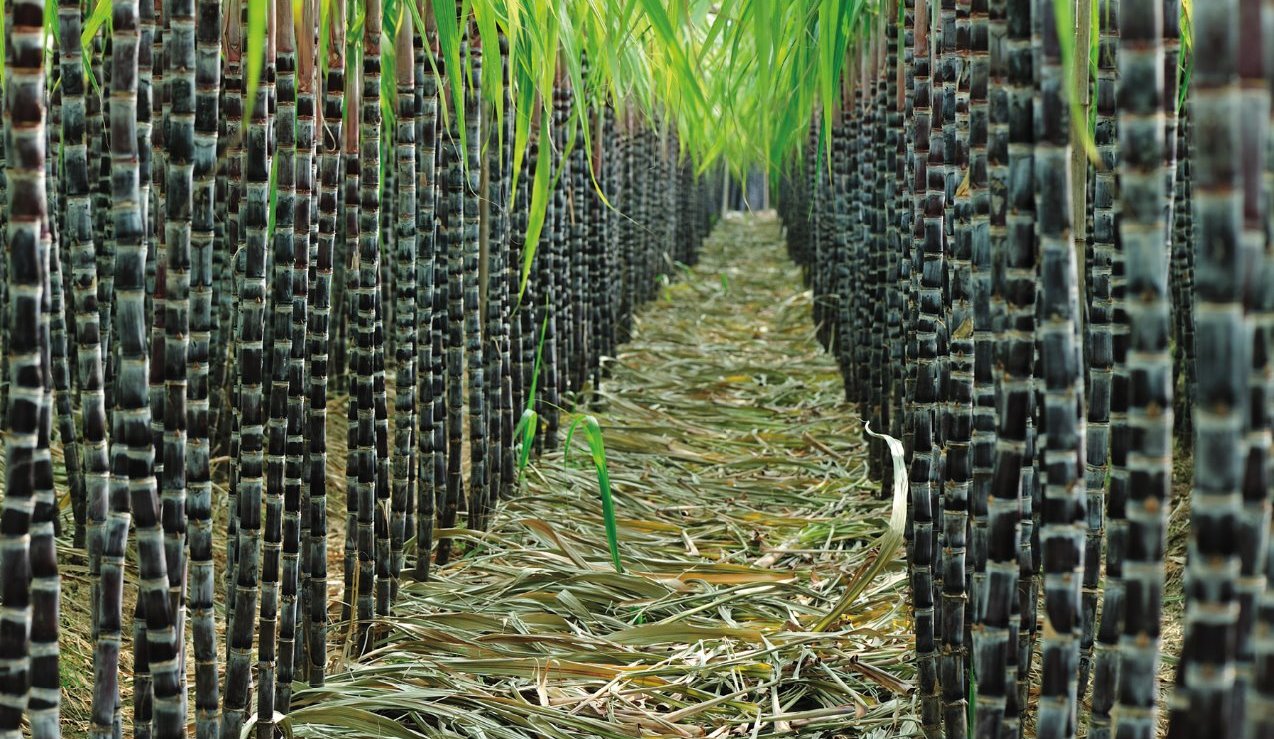 sugarcane, sugarcane research