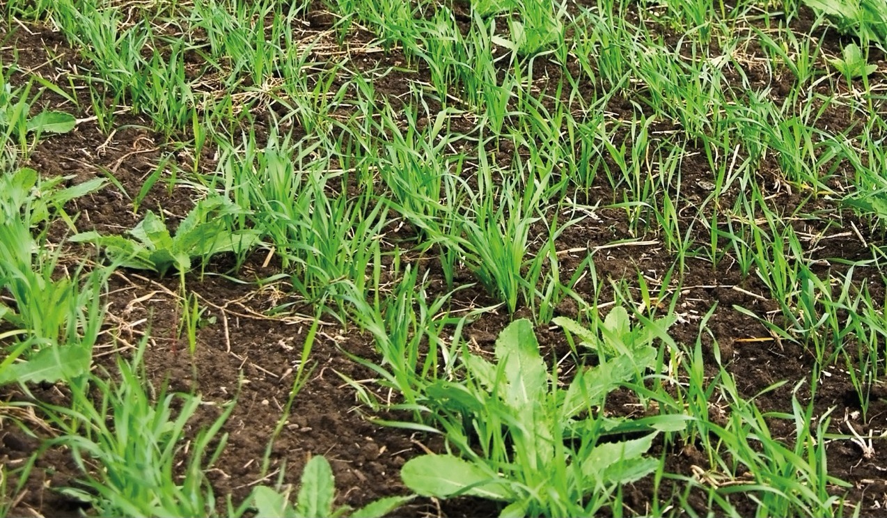 integrated weed management, weeds