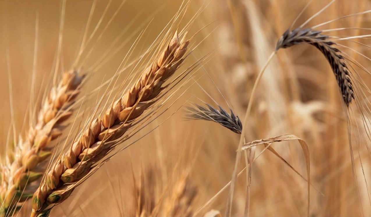 Wheat and barley ears in a field