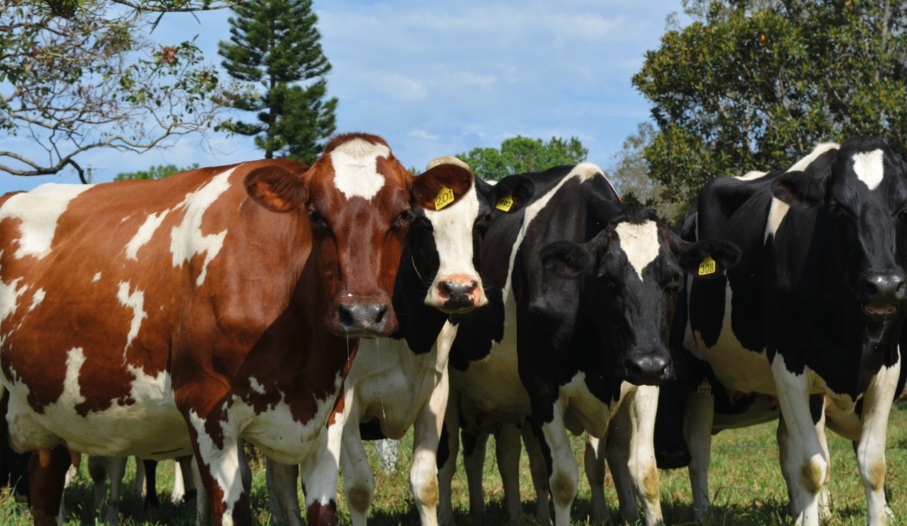 immune response, dairy cow breeding, heat stress