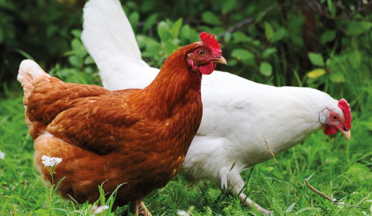 image of two chickens roaming
