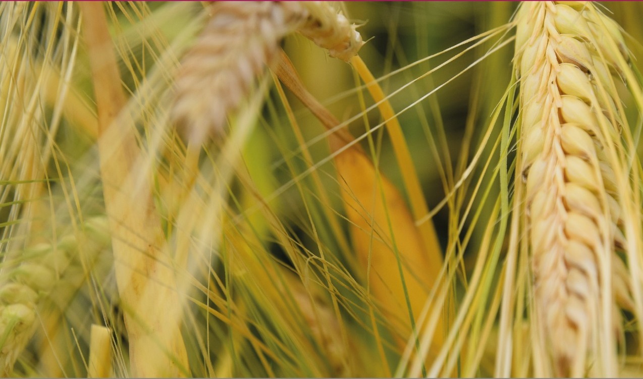 barley, GMO crops