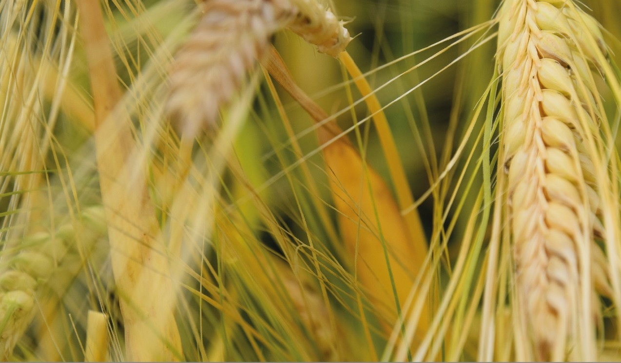 close-up image of barley crops